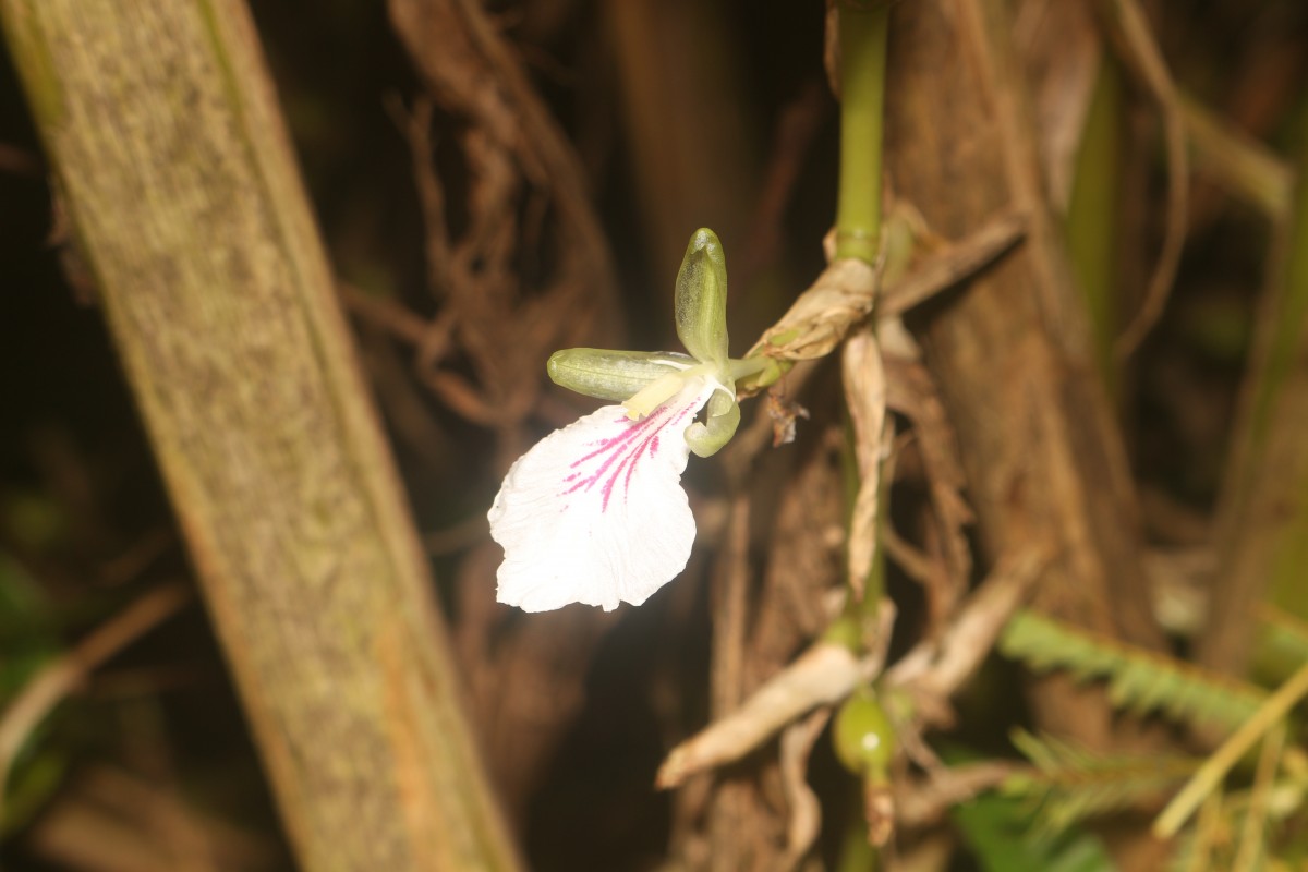 Elettaria cardamomum (L.) Maton